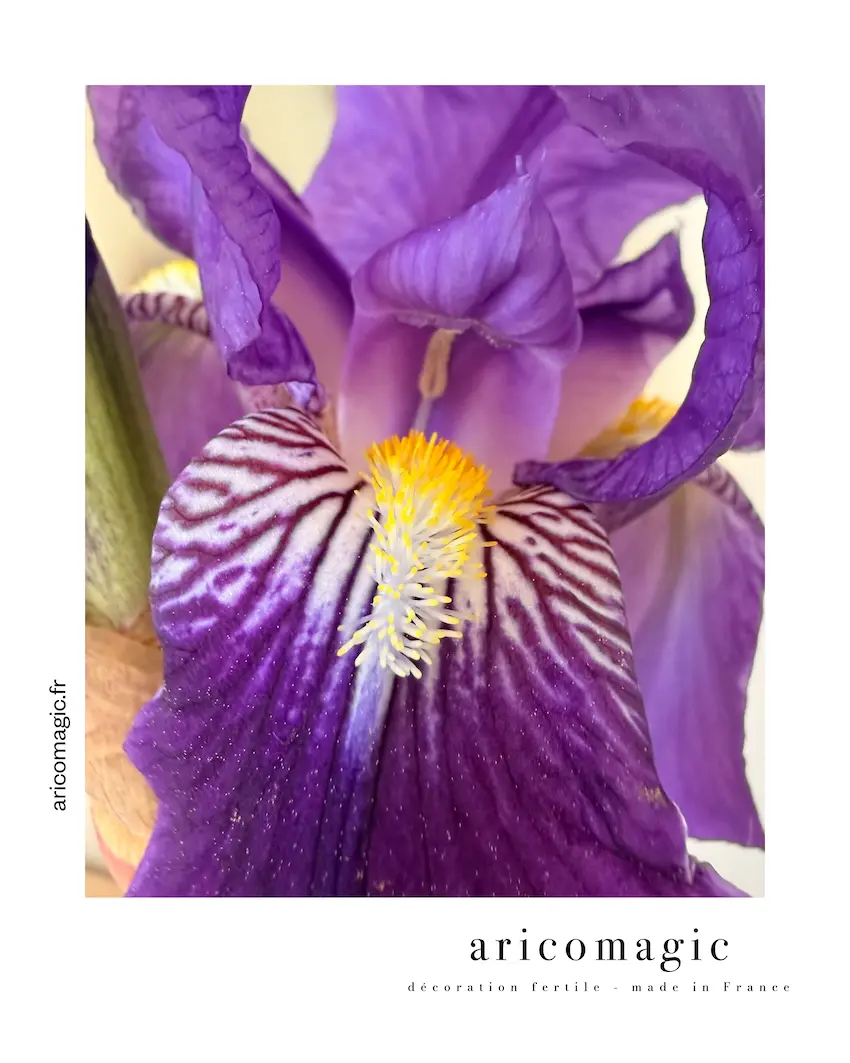 style littéraire journal intime aricomagic